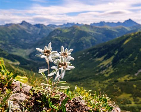 edelweiss pictures|swiss flower edelweiss image art.